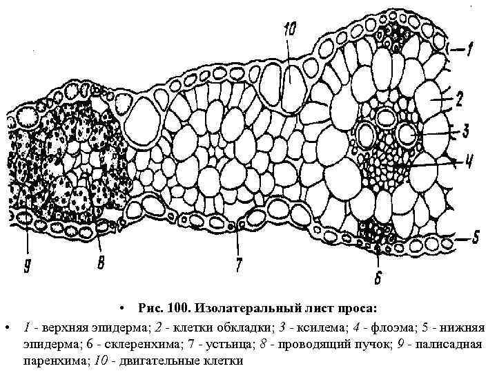  • Рис. 100. Изолатеральный лист проса: • 1 - верхняя эпидерма; 2 -