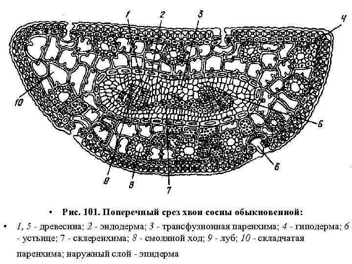  • Рис. 101. Поперечный срез хвои сосны обыкновенной: • 1, 5 - древесина;