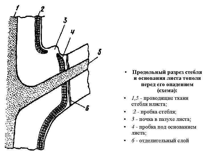 Схема листопада по биологии 6 класс