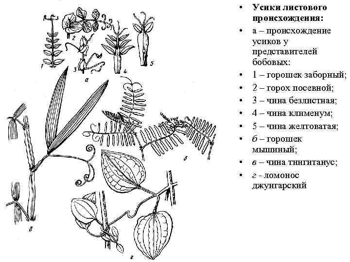 Усики гороха посевного это видоизмененные