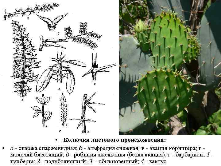  • Колючки листового происхождения: • а - спаржа спаржевидная; б - альфредия снежная;