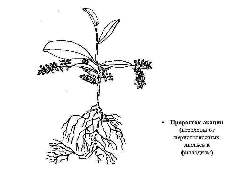  • Проросток акации (переходы от перистосложных листьев к филлодиям) 