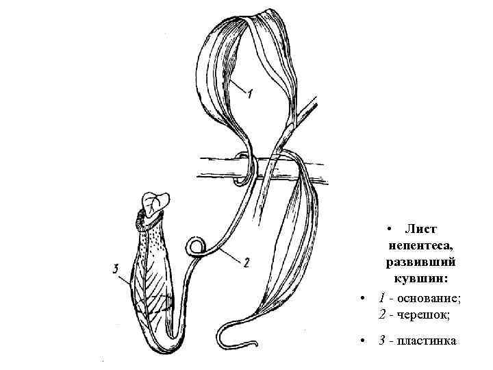  • Лист непентеса, развивший кувшин: • 1 - основание; 2 - черешок; •