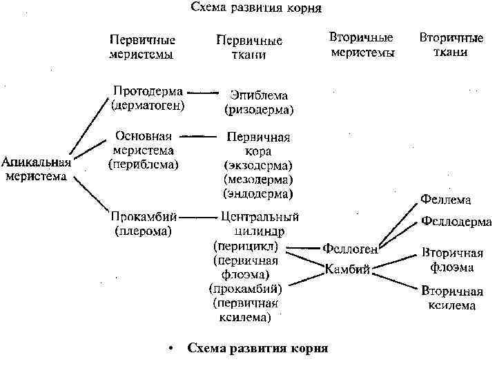  • Схема развития корня 