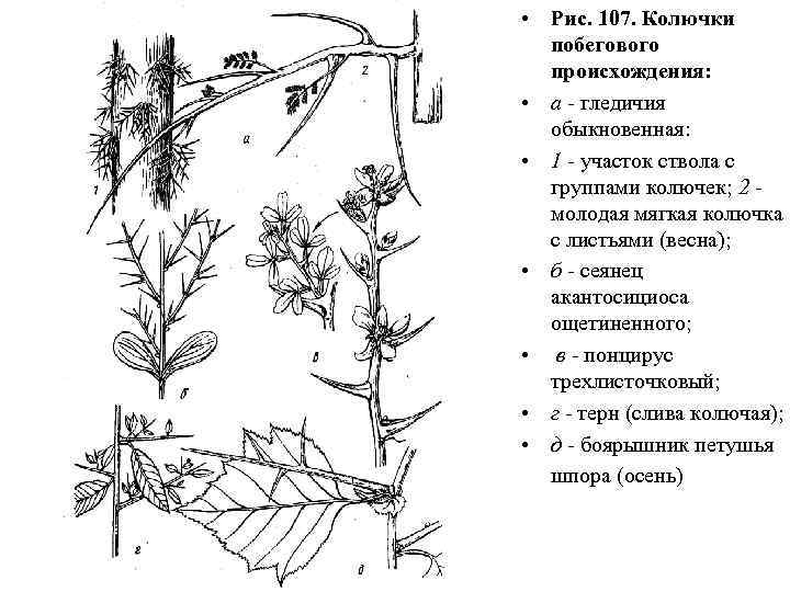  • Рис. 107. Колючки побегового происхождения: • а - гледичия обыкновенная: • 1