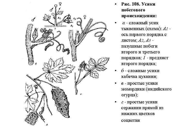  • Рис. 108. Усики побегового происхождения: • а - сложный усик тыквенных (схема):