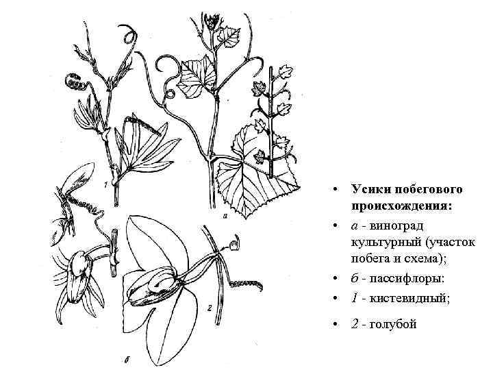 Усики винограда изображенные на рисунке являются видоизмененными