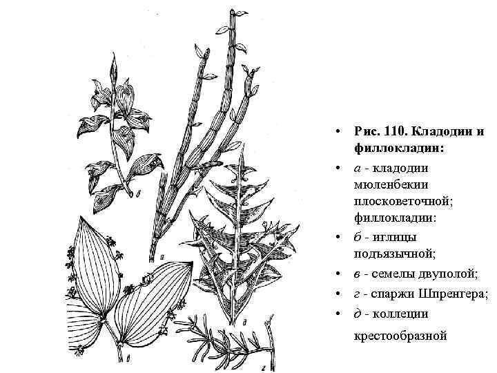  • Рис. 110. Кладодии и филлокладии: • а - кладодии мюленбекии плосковеточной; филлокладии: