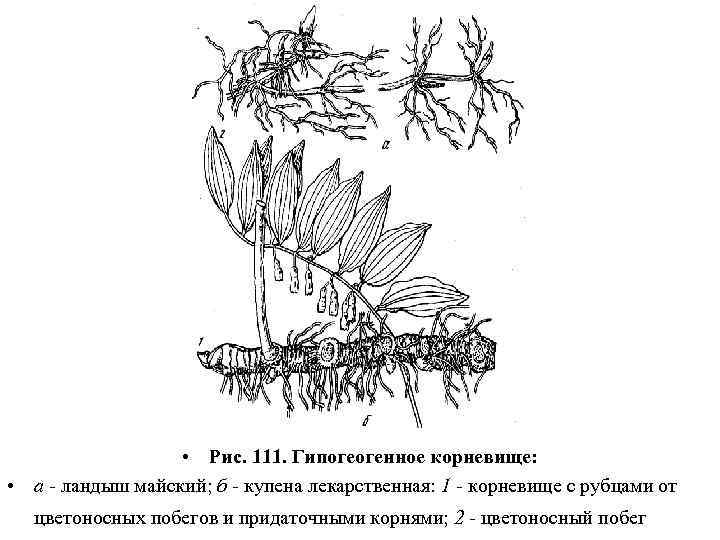  • Рис. 111. Гипогеогенное корневище: • а - ландыш майский; б - купена