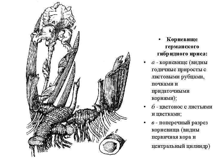  • Корневище германского гибридного ириса: • а - корневище (видны годичные приросты с