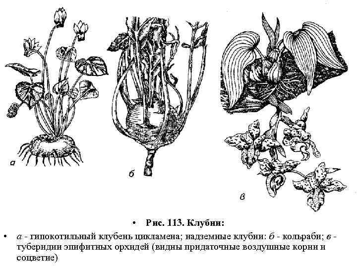  • Рис. 113. Клубни: • а - гипокотильный клубень цикламена; надземные клубни: б