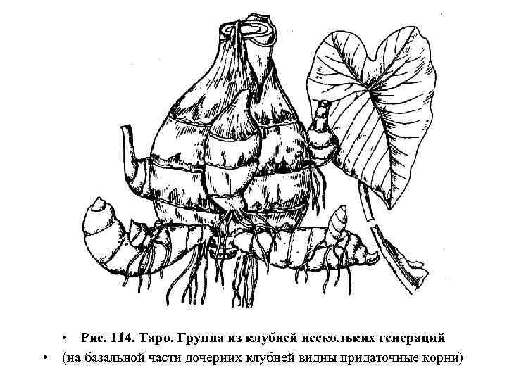  • Рис. 114. Таро. Группа из клубней нескольких генераций • (на базальной части