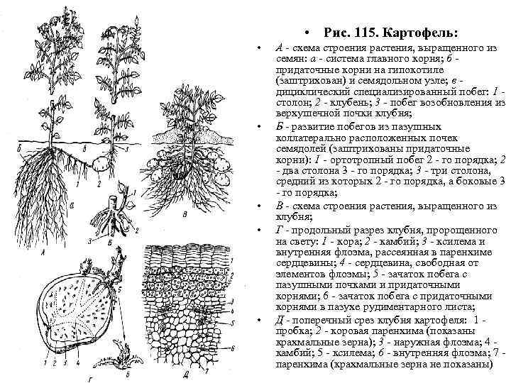  • Рис. 115. Картофель: • • • А - схема строения растения, выращенного