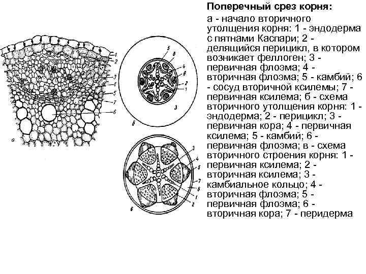 Поперечный срез корня: а - начало вторичного утолщения корня: 1 - эндодерма с пятнами