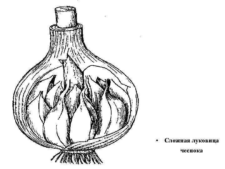 Луковица рисунок с подписями