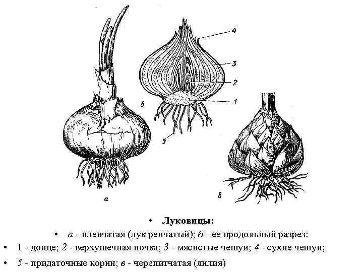  • Луковицы: • а - пленчатая (лук репчатый); б - ее продольный разрез: