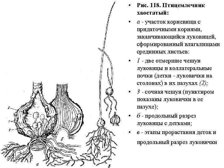  • Рис. 118. Птицемлечник хвостатый: • а - участок корневища с придаточными корнями,