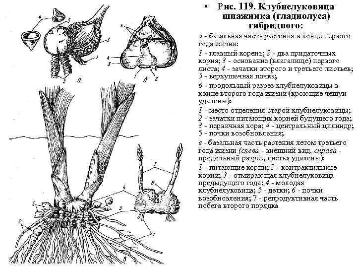  • Рис. 119. Клубнелуковица шпажника (гладиолуса) гибридного: • • • а - базальная