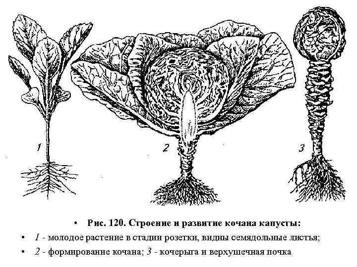  • Рис. 120. Строение и развитие кочана капусты: • 1 - молодое растение