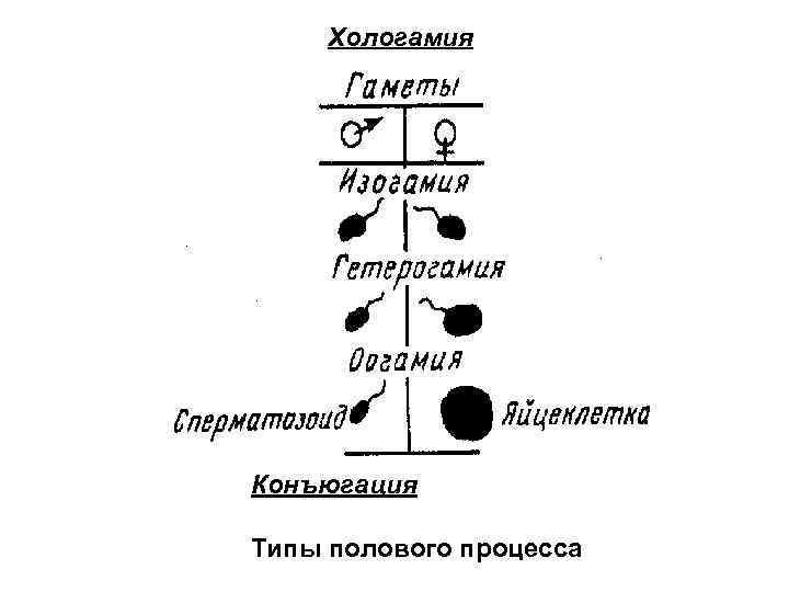 Xологамия Конъюгация Типы полового процесса 