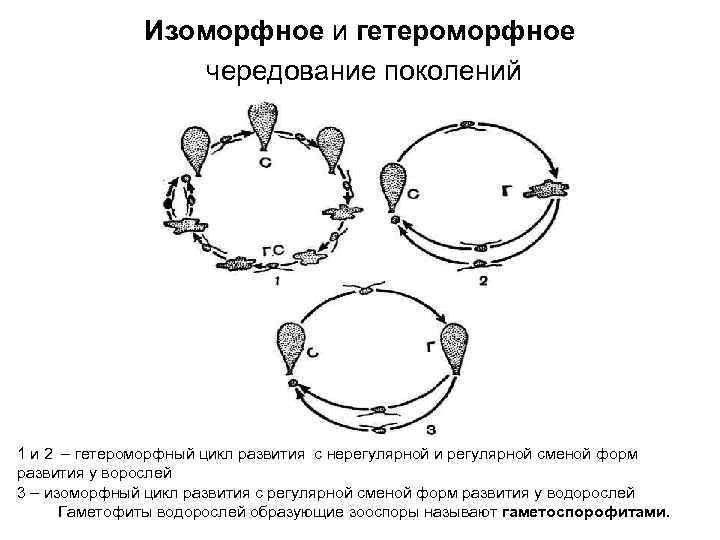 Изоморфное и гетероморфное чередование поколений 1 и 2 – гетероморфный цикл развития с нерегулярной