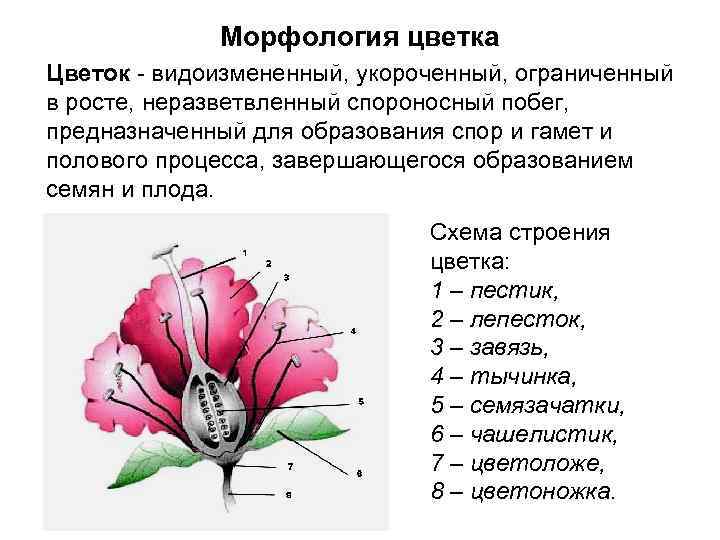 Морфология цветка Цветок - видоизмененный, укороченный, ограниченный в росте, неразветвленный спороносный побег, предназначенный для