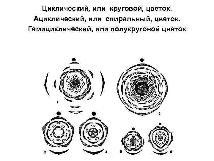 Циклический, или круговой, цветок. Ациклический, или спиральный, цветок. Гемициклический, или полукруговой цветок 