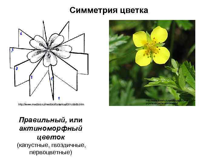 Симметрия цветка http: //www. medbiol. ru/medbiol/botanica/001 c 9 b 8 b. htm Правильный, или