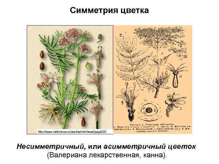 Симметрия цветка http: //www. viafortuna. ru/user/admin/news/page/22/ Несимметричный, или асимметричный цветок (Валериана лекарственная, канна). 