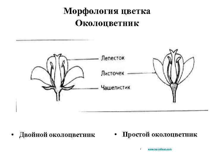 Морфология цветка Околоцветник • Двойной околоцветник • Простой околоцветник • www. textreferat. com 