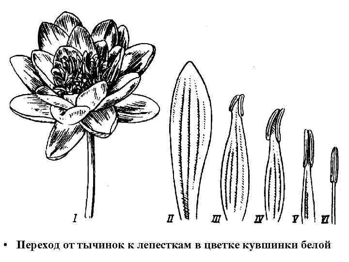  • Переход от тычинок к лепесткам в цветке кувшинки белой 