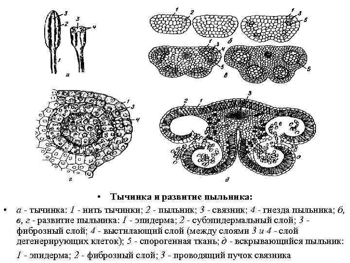 В пыльниках тычинок образуются. Поперечный срез пыльника. Строение пыльцевого гнезда. Пыльник поперечный срез под микроскопом.