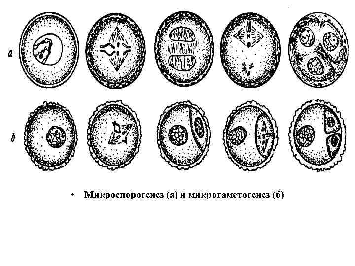  • Микроспорогенез (а) и микрогаметогенез (б) 