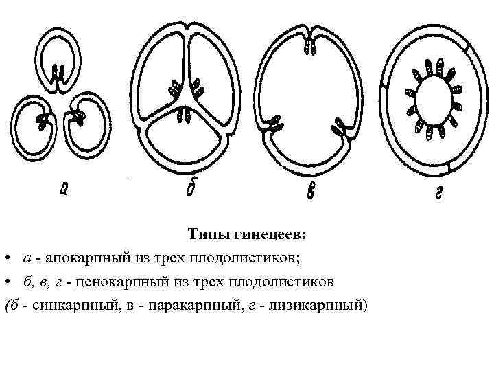 Типы гинецеев: • а - апокарпный из трех плодолистиков; • б, в, г -