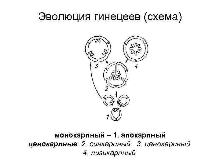 Эволюция гинецеев (схема) монокарпный – 1. апокарпный ценокарпные: 2. синкарпный 3. ценокарпный 4. лизикарпный