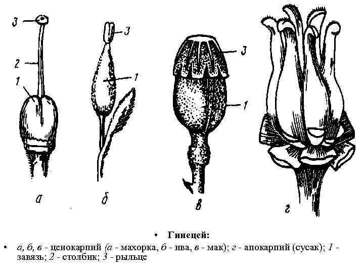  • Гинецей: • а, б, в - ценокарпий (а - махорка, б -