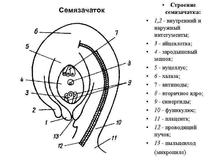 Семязачаток • • • • Строение семязачатка: 1, 2 - внутренний и наружный интегументы;