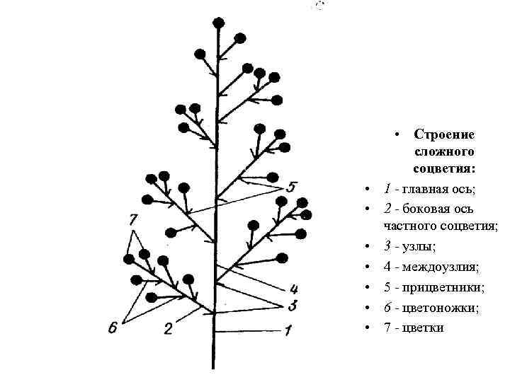  • • Строение сложного соцветия: 1 - главная ось; 2 - боковая ось