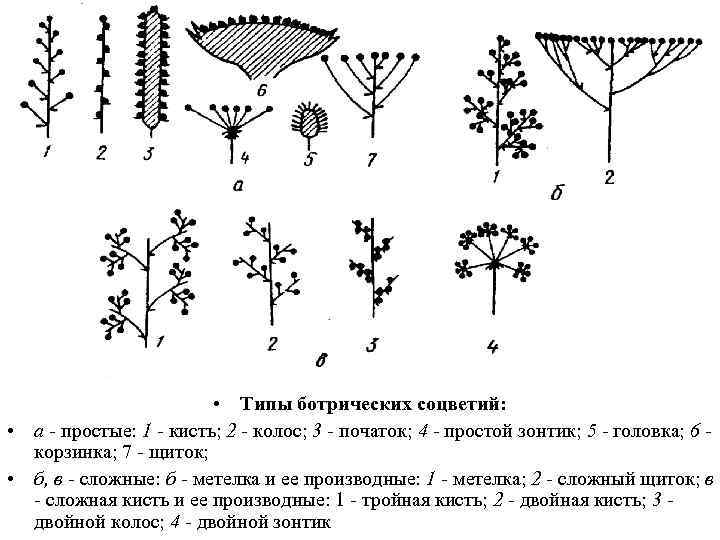  • Типы ботрических соцветий: • а - простые: 1 - кисть; 2 -