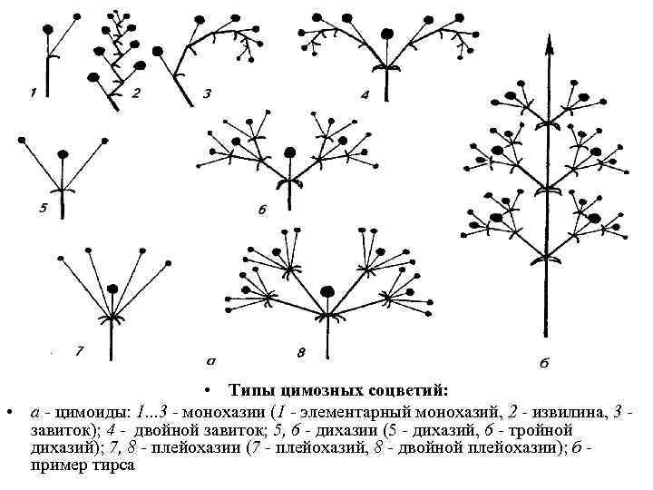  • Типы цимозных соцветий: • а - цимоиды: 1. . . 3 -