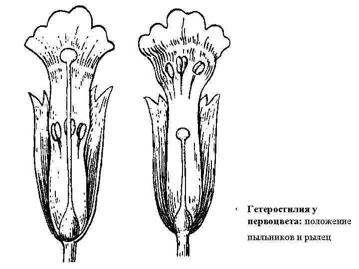 • Гетеростилия у первоцвета: положение пыльников и рылец 