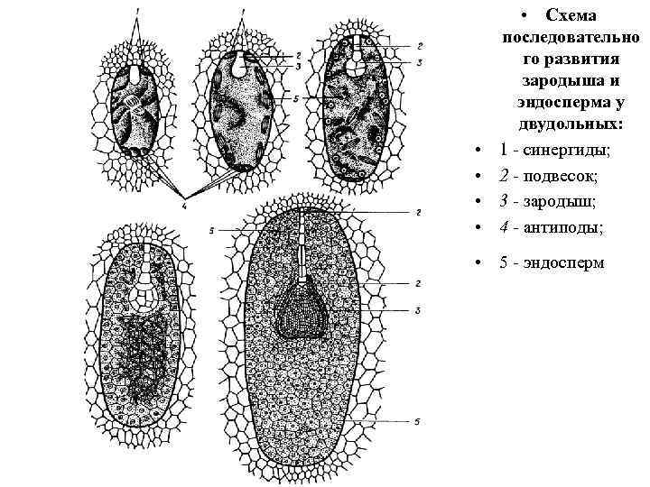  • • • Схема последовательно го развития зародыша и эндосперма у двудольных: 1