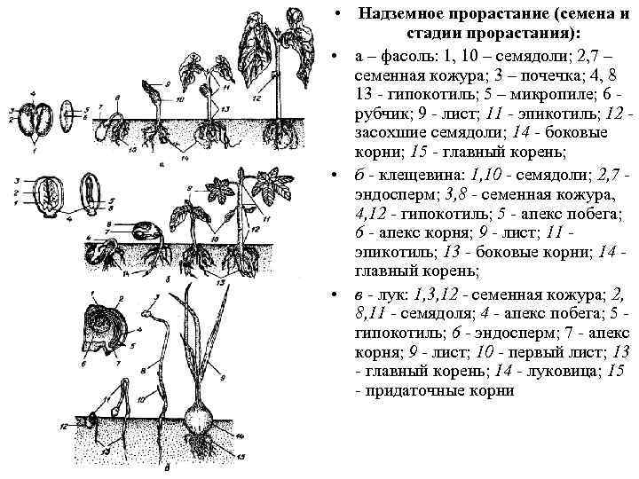  • Надземное прорастание (семена и стадии прорастания): • а – фасоль: 1, 10