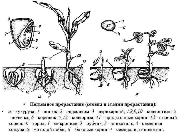 Придаточные корни развиваются из зародышевого корешка. Подземное прорастание гороха. Подземное прорастание зерновки пшеницы. Надземное прорастание семян. Надземное и подземное прорастание семян.