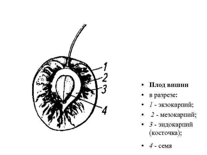  • • • Плод вишни в разрезе: 1 - экзокарпий; 2 - мезокарпий;