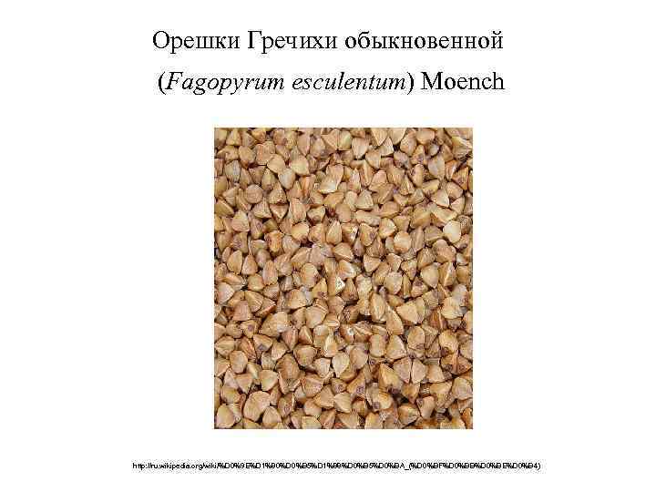 Орешки Гречихи обыкновенной (Fagopyrum esculentum) Moench http: //ru. wikipedia. org/wiki/%D 0%9 E%D 1%80%D 0%B