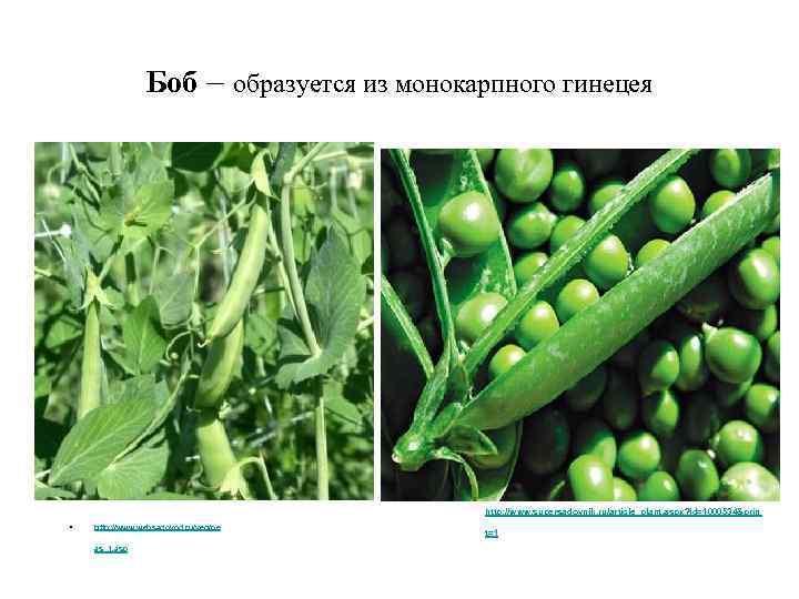 Боб – образуется из монокарпного гинецея http: //www. supersadovnik. ru/article_plant. aspx? id=1000534&prin • http: