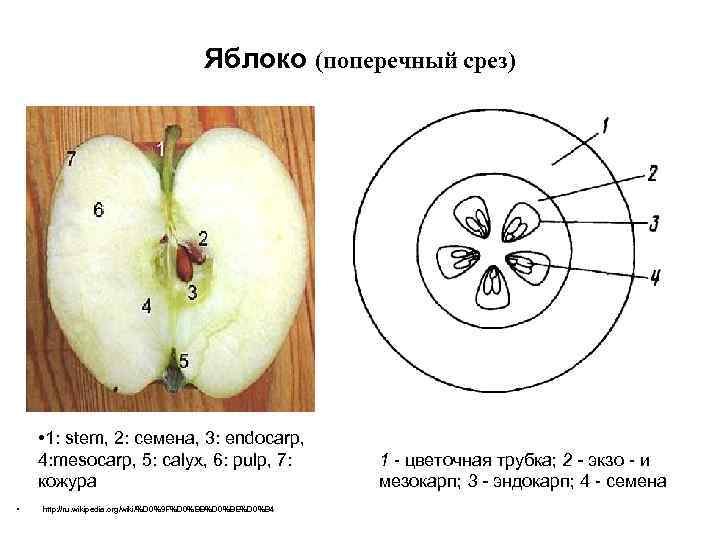 Яблоко (поперечный срез) • 1: stem, 2: семена, 3: endocarp, 4: mesocarp, 5: calyx,