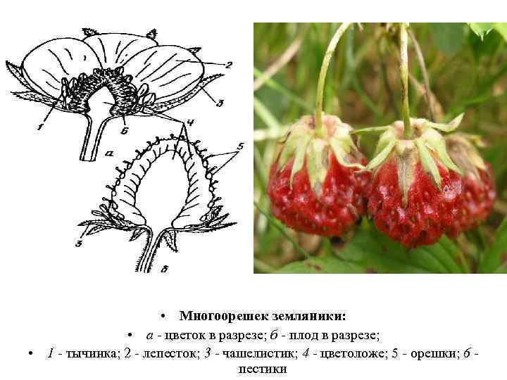  • Многоорешек земляники: • а - цветок в разрезе; б - плод в