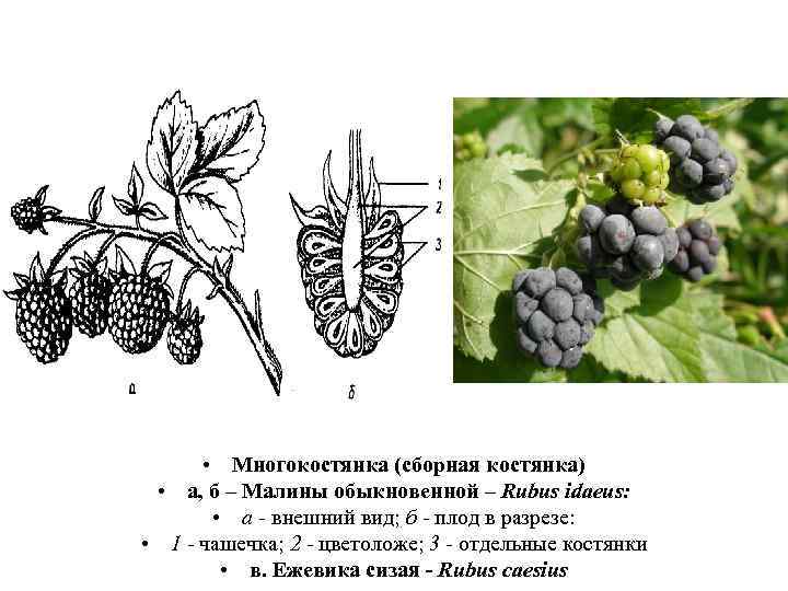 Для костянки характерно